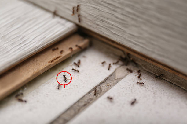 Best Commercial Pest Control Services  in Toast, NC